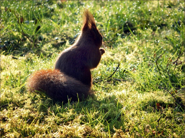 Eichhörnchen im Morgentau