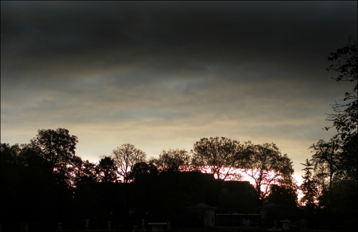 Bäume am frühen Morgen