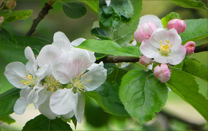 Apfelbaumblüten