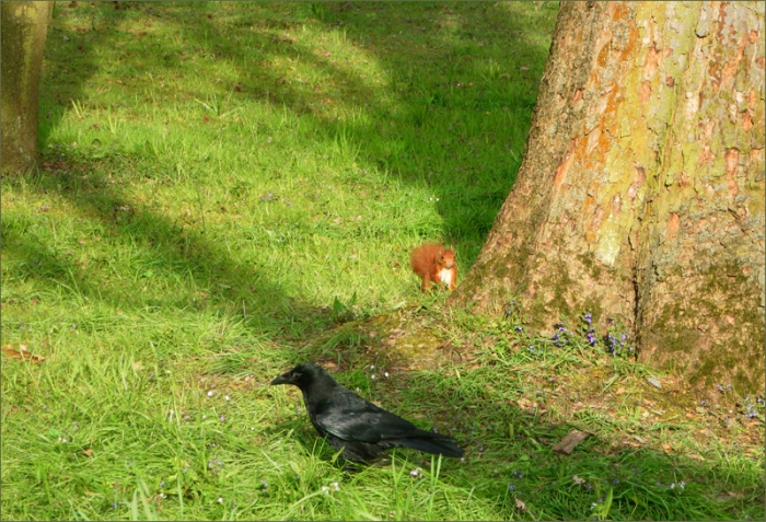 Rabe und Eichhörnchen