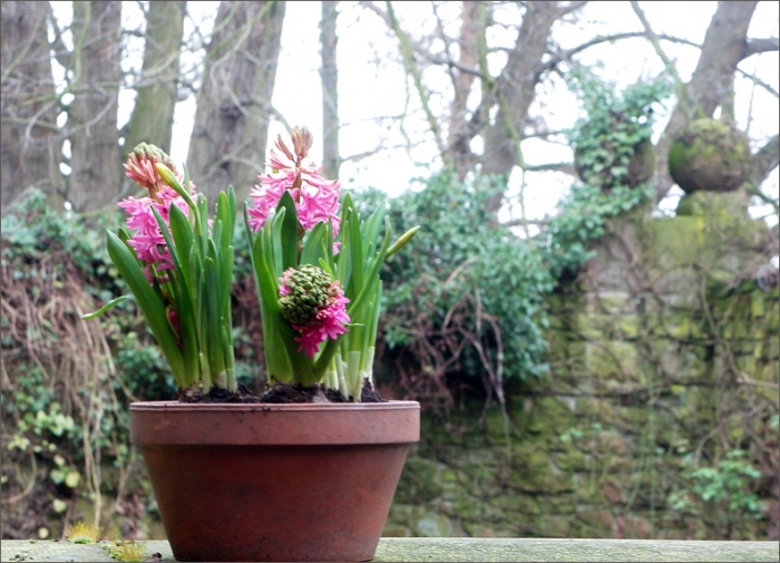 Frühlingsboten im Blumentopf