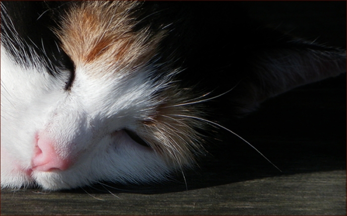 Schlafende Katze