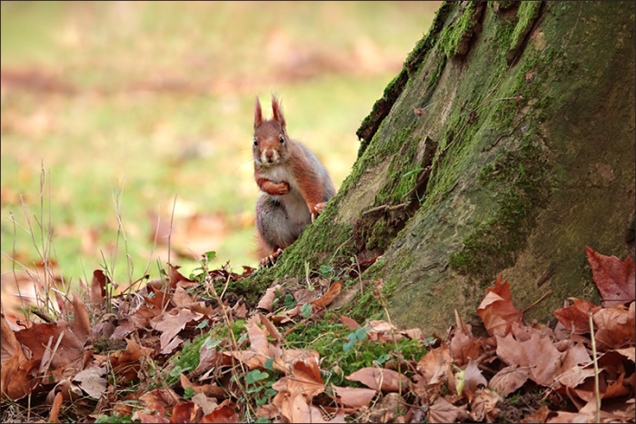 Eichhörnchen im Dezember