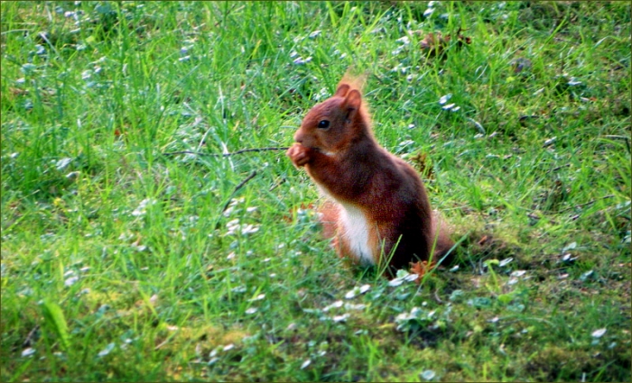 Eichhörnchen