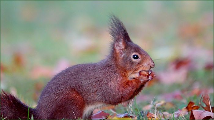 Eichhörnchen mit einer Nuss