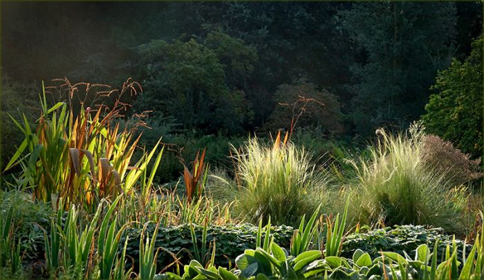Gräser in der Morgensonne