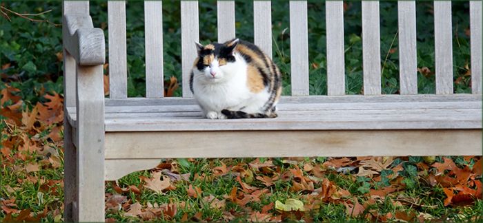 Katze auf einer Bank
