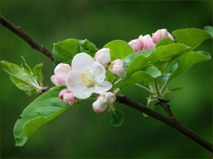 Apfelbaumblüten
