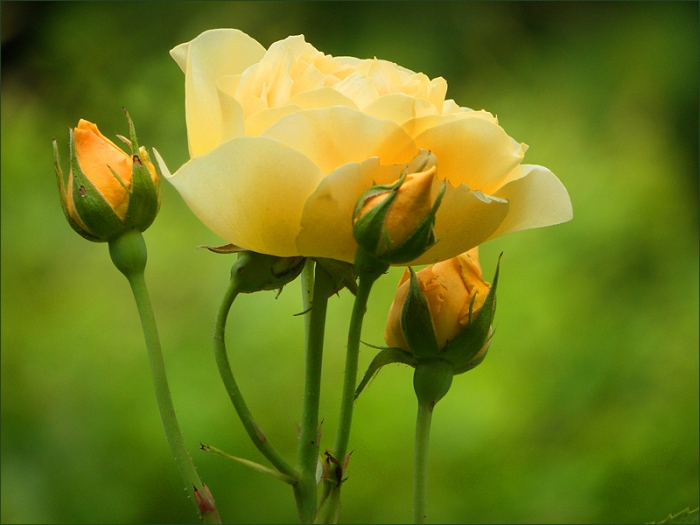 Gelbe Rose mit Knospen