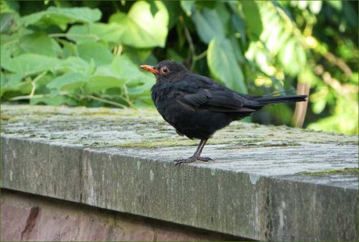 Amsel