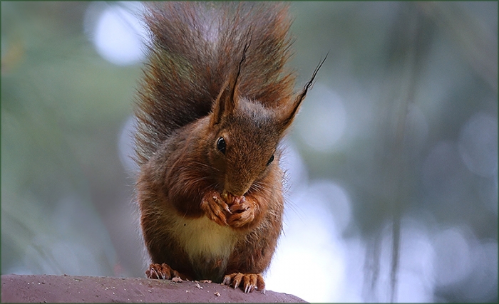 Junges Eichhörnchen