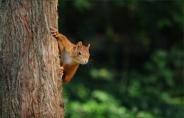 Ein Eichhörnchen beobachtet was es da unten auf der Wiese zu holen gibt