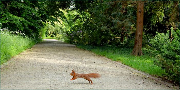 Springendes Eichhörnchen