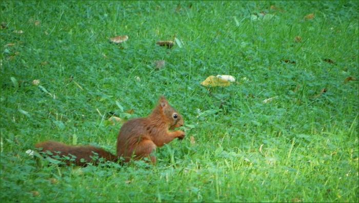 Eichhörnchen