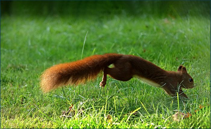 Eichhörnchen im Sprung