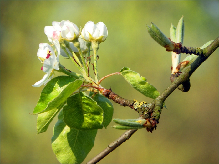 Birnbaumblüten