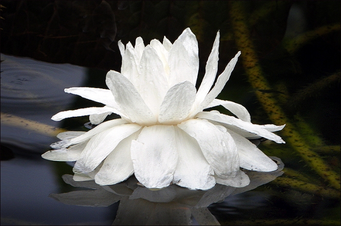 Seerose
