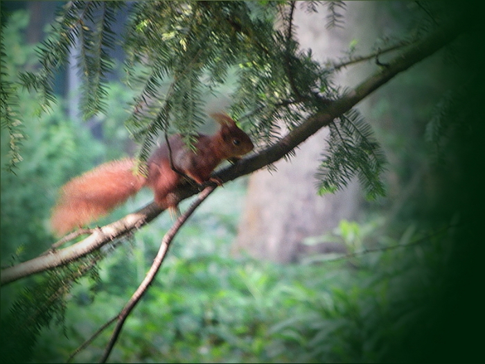 Eichhörnchen