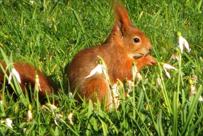 Eichhörnchen