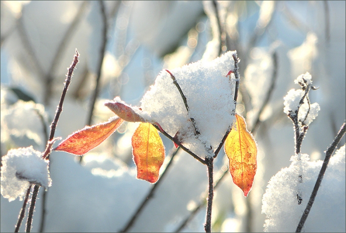 Schnee und Blätter