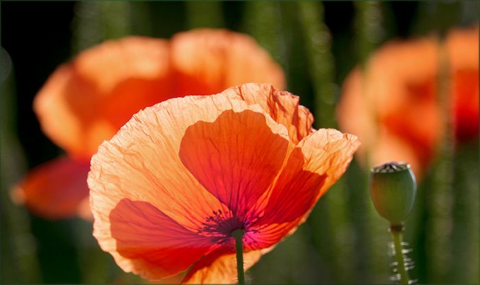 Mohn