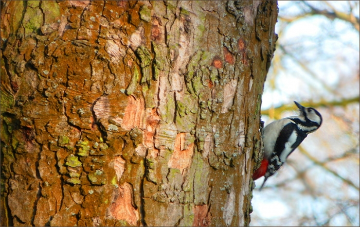 Specht am Baumstamm