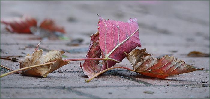Gefallenes Laub im Oktober
