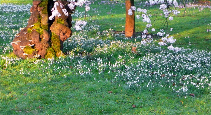 Schneeglöckchen und Baumblüten