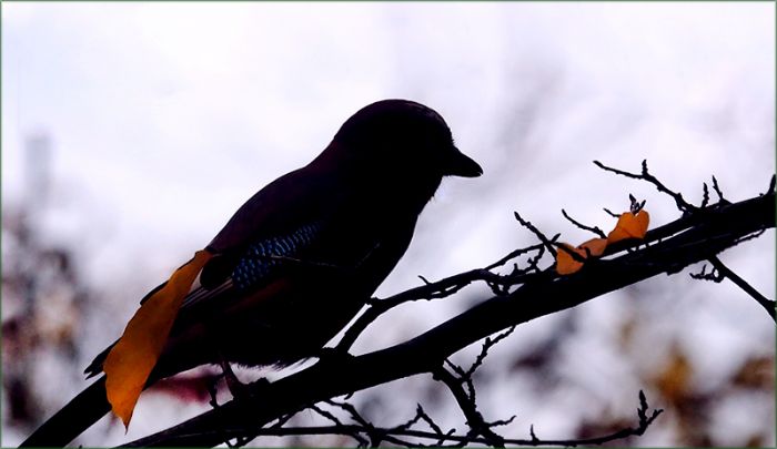 Eichelhäher auf einem Ast
