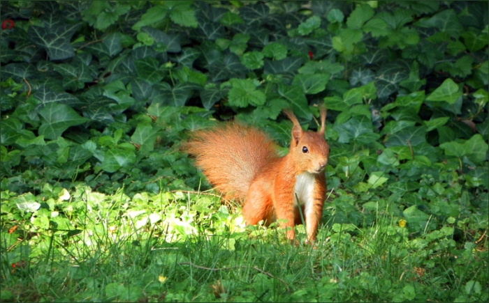 Eichhörnchen