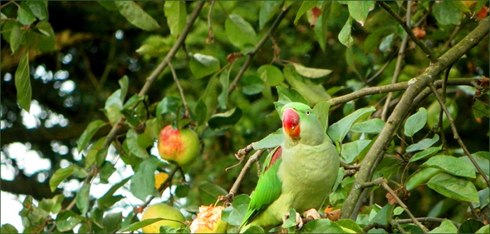 Papagei im Apfelbaum