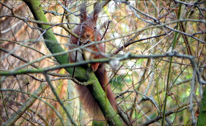 Zwischen den Zweigen gesehen