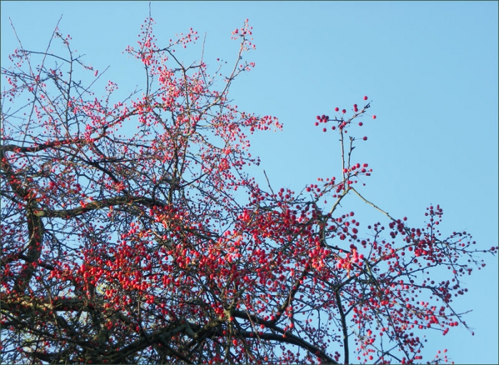 Zweige mit roten Beeren