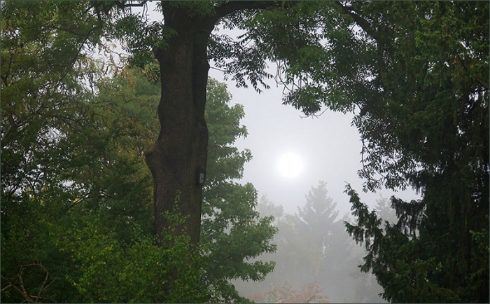 Morgennebel im Oktober