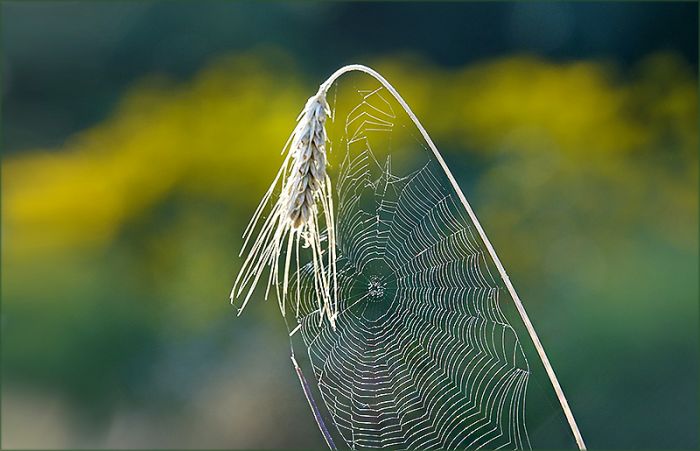 Roggen mit Spinnennetz
