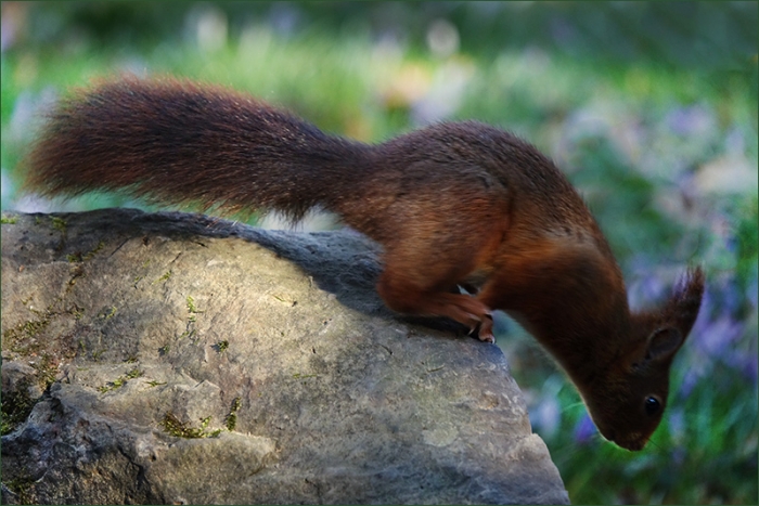 Eichhörnchen
