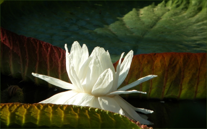 Seerose