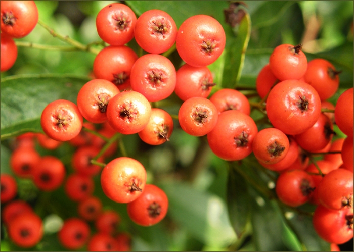 Beeren