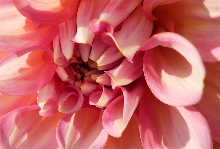 Dahlienblüte