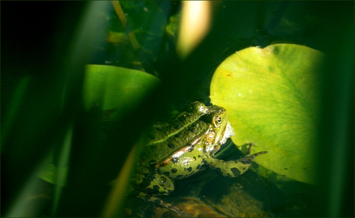 Wasserfrosch