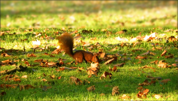 Eichhörnchen auf der Suche