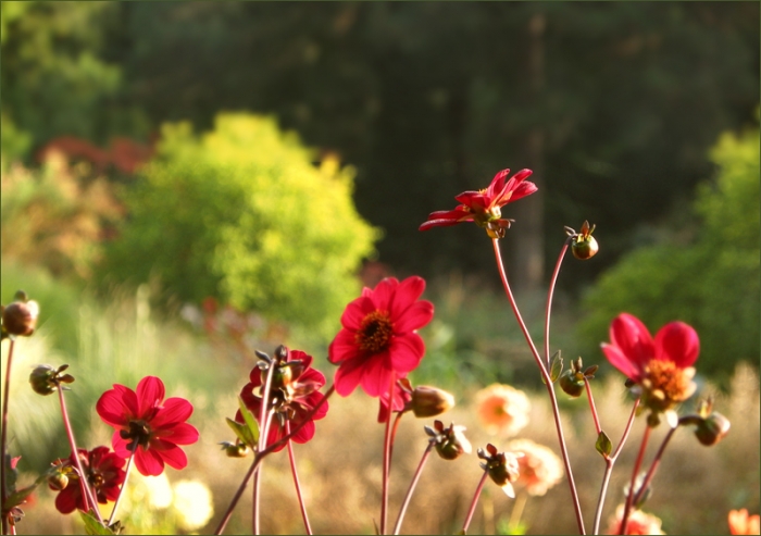 Dahlien