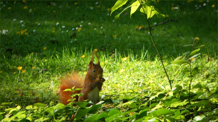 Eichhörnchen in der Maisonne