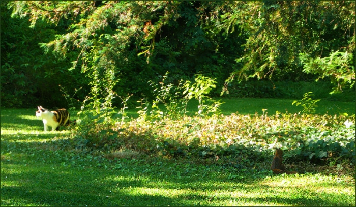Katze und Eichhörnchen