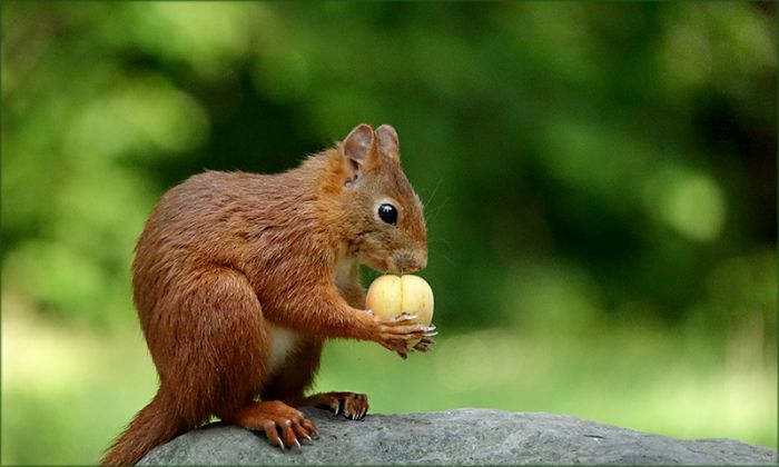 Eichhörnchen mit Aprikose