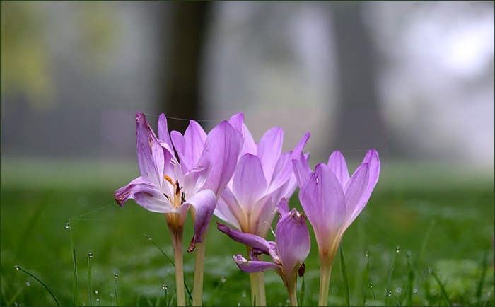Herbstzeitlose im Morgennebel