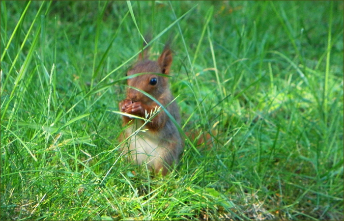 Junges Eichhörnchen