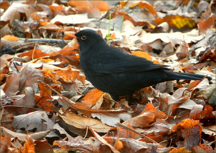 Amsel