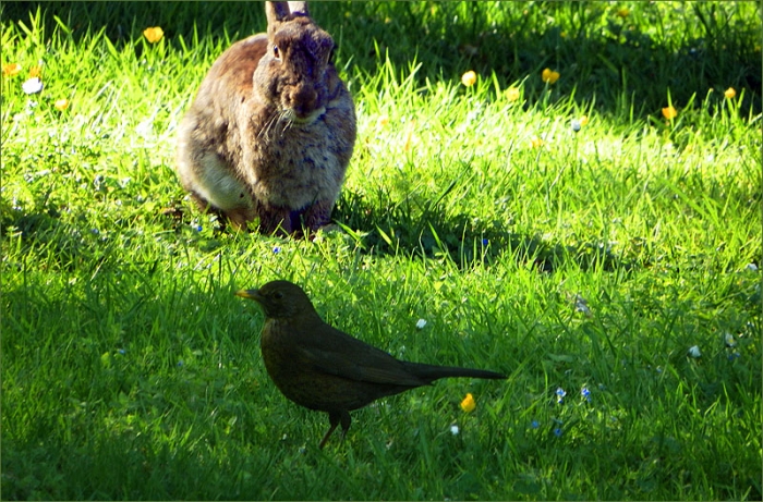 Wildkaninchen und Amsel