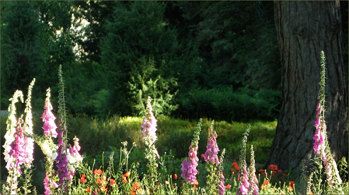 Fingerhüte und Klatschmohn